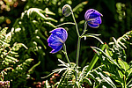 ����� ���������������� (Aconitum delphinifolium) ������ ������, ������