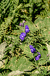 ����� ���������������� (Aconitum delphinifolium) ������ ������, ������