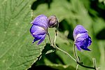 ����� ���������������� (Aconitum delphinifolium) ������ ������, ������