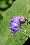 ����� ���������������� (Aconitum delphinifolium) ������ ������, ������
