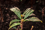 ������ ��������������� (Rhododendron � mollis = Rhododendron x kosterianum = Rhododendron x kosteranum) ���� �������
