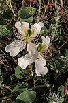 ������� ����������� (Capparis herbacea) ����, ������