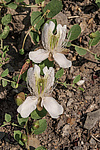 ������� ����������� (Capparis herbacea) ����, ������
