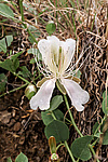 ������� ����������� (Capparis herbacea) ����, ������
