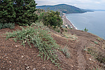 ������� ����������� (Capparis herbacea) ����, ������