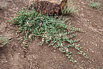 ������� ����������� (Capparis herbacea) ����, ������