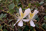 ������� ����������� (Capparis herbacea) ����, ������