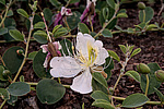 ������� ����������� (Capparis herbacea) ����, ������