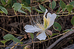 ������� ����������� (Capparis herbacea) ����, ������