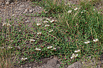 ������� ����������� (Capparis herbacea) ����, ������