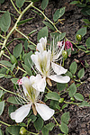 ������� ����������� (Capparis herbacea) ����, ������