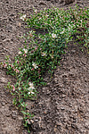 ������� ����������� (Capparis herbacea) ����, ������