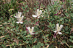 ������� ����������� (Capparis herbacea) ����, ������