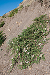 ������� ����������� (Capparis herbacea) ����, ������