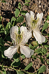 ������� ����������� (Capparis herbacea) ����, ������
