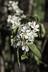 ���� ���������� (Amelanchier spicata) ���������� �������