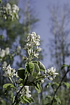 ���� ���������� (Amelanchier spicata) ���������� �������