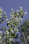 ���� ���������� (Amelanchier spicata) ���������� �������