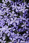 ����� ������������� (Phlox divaricata) �����������