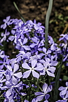 ����� ������������� (Phlox divaricata) �����������