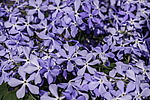 ����� ������������� (Phlox divaricata) �����������