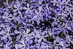 ����� ������������� (Phlox divaricata) �����������