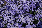 ����� ������������� (Phlox divaricata) �����������