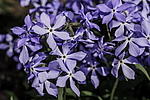 ����� ������������� (Phlox divaricata) �����������