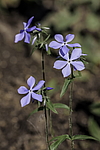 ����� ������������� (Phlox divaricata) �����������