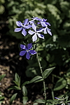 ����� ������������� (Phlox divaricata) �����������