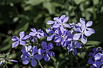 ����� ������������� (Phlox divaricata) �����������