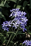 ����� ������������� (Phlox divaricata) �����������