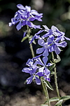 ����� ������������� (Phlox divaricata) �����������
