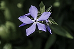 ����� ������������� (Phlox divaricata) �����������