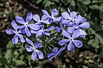 ����� ������������� (Phlox divaricata) �����������