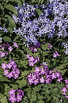 ����� ������������� (Phlox divaricata) �����������