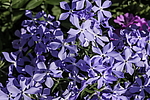 ����� ������������� (Phlox divaricata) �����������