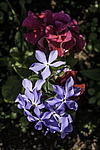 ����� ������������� (Phlox divaricata) �����������