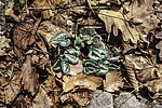 ������ ��������� (Cyclamen abchasicum) �������