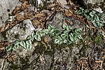������ ��������� (Cyclamen abchasicum) �������