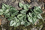 ������ ��������� (Cyclamen abchasicum) �������
