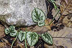 ������ ��������� (Cyclamen abchasicum) �������