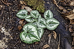 ������ ��������� (Cyclamen abchasicum) �������