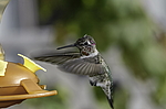 ������� ���� (Calypte anna), ������ �����. ���-��������, ���