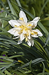 ������� �������� (Narcissus x hybrid) �����������