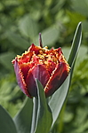 ������� ������� ����������� (Tulipa hybrida) �����������