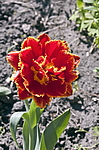 ������� ������� ����������� (Tulipa hybrida) �����������