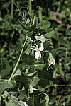 ����� �������� (Pisum sativum) �����������