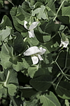 ����� �������� (Pisum sativum) �����������