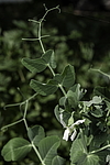����� �������� (Pisum sativum) �����������